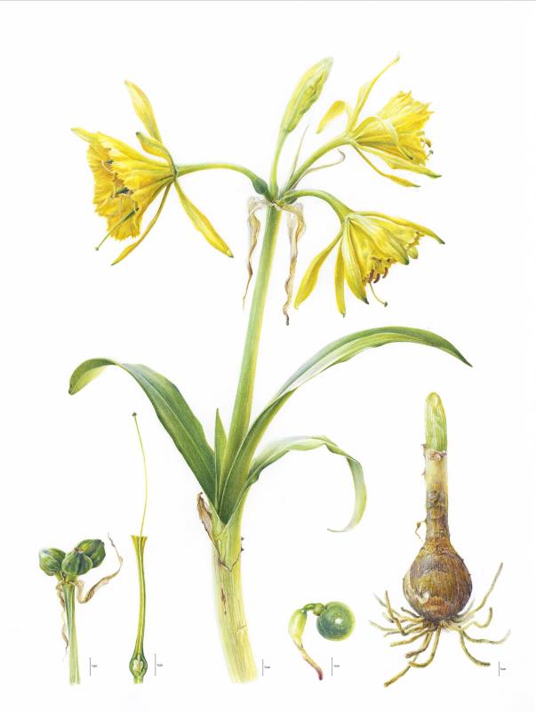 Ismene amancaes